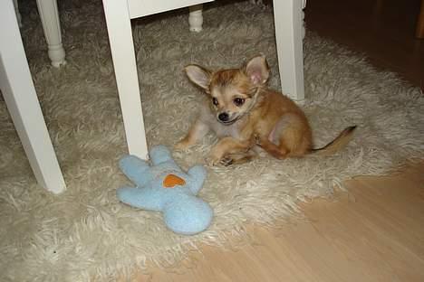 Chihuahua Elvis - her leger jeg med min bamse oswal billede 4