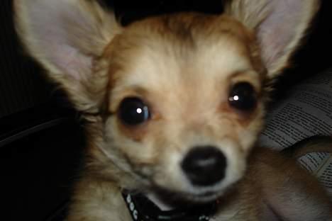 Chihuahua Elvis - er jeg ikke bare kær billede 5
