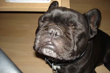Fransk bulldog Trunte - jeg tror lige at jeg lukker øjnene det er en skarp blits billede 7