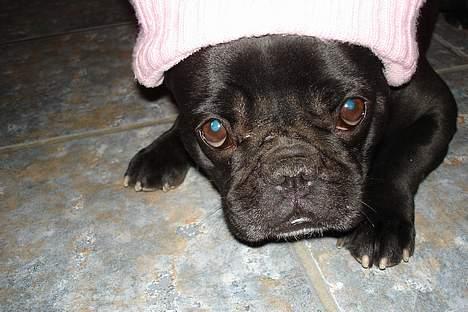 Fransk bulldog Trunte - dejlig lue billede 8