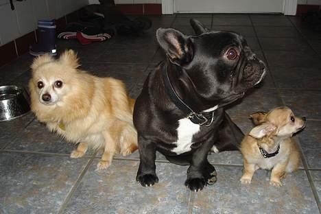 Pomeranian Thea død - se lige vi har fået vores lille broder han hedder elvis og vi er meget glade for ham billede 7