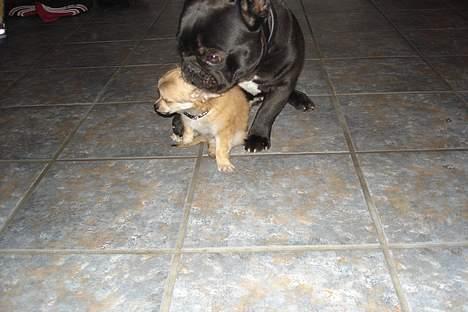 Fransk bulldog Trunte - mig og min nye lille broder elvis ,han vejer kun 900 gr ,så jeg skal passe på ham billede 9