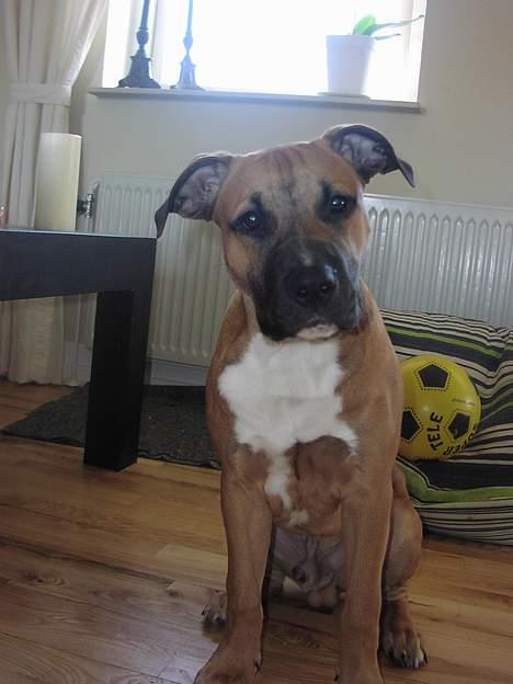 Amerikansk staffordshire terrier Primo - hej med dig du..! billede 6