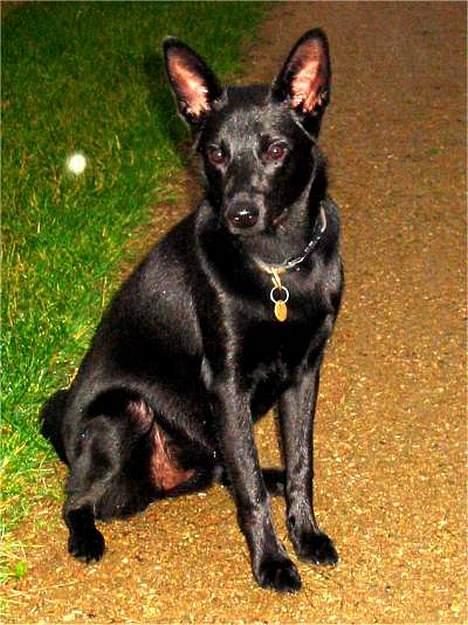 Australsk kelpie Ginny - 6 1/2 mdr - 04/11-2005 billede 14