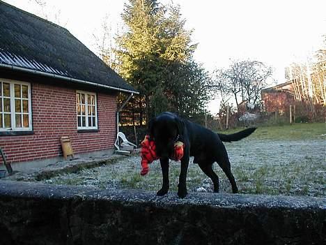 Labrador retriever Dumle - Jeg har lige fået en ny bamse - er den ikke fin? billede 9