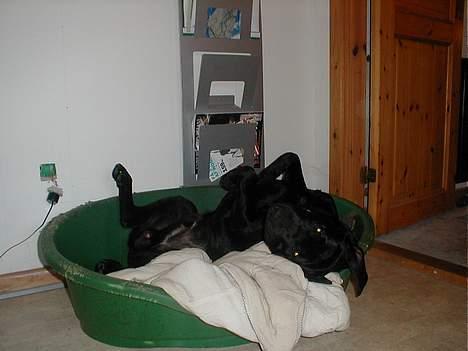 Labrador retriever Dumle - Jeg tager lige en slapper i kurven billede 10