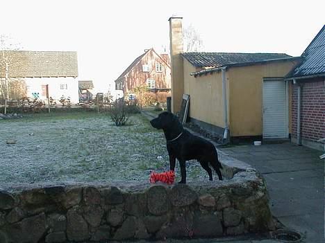 Labrador retriever Dumle - Jeg tror naboens hund er deroppe et eller andet sted billede 11