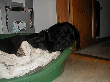 Labrador retriever Dumle billede 13