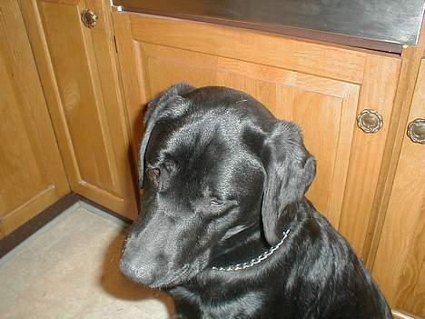 Labrador retriever Dumle billede 14