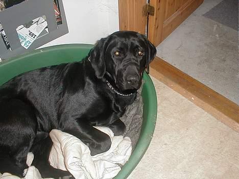 Labrador retriever Dumle billede 15