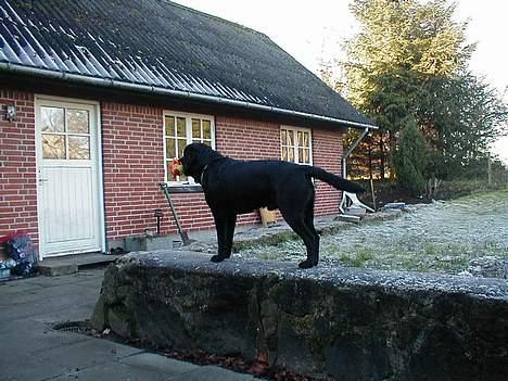 Labrador retriever Dumle - Var der nogen, der kaldte? billede 16