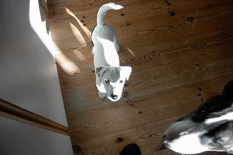 Jack russell terrier Bølle - tag nu det billede billede 5