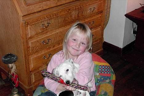 Jack russell terrier Bølle - ih hvor vi hygger os billede 6