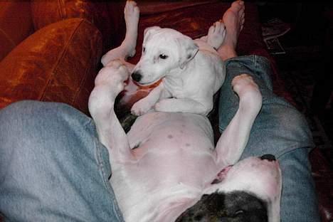Jack russell terrier Bølle - dejligt at ligge her ved fatter og storebror billede 8