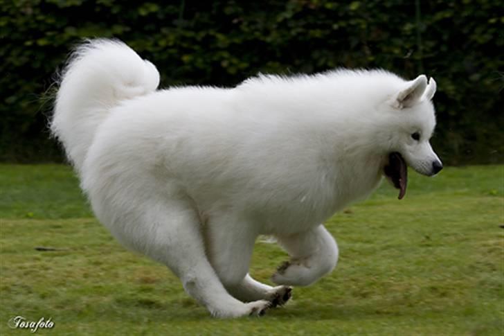 Samojedhund Cabaka´s GioVanni  - Jeg er på veeeej billede 9