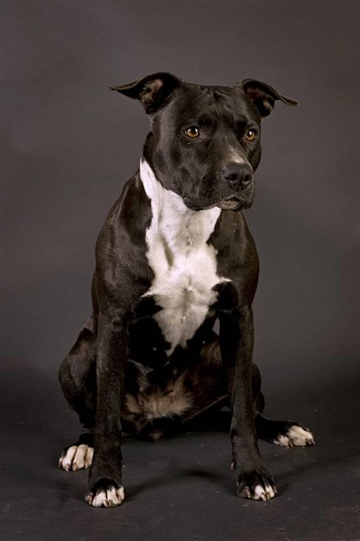 Amerikansk staffordshire terrier *Gucci* - *Nyt* April 09 billede 2