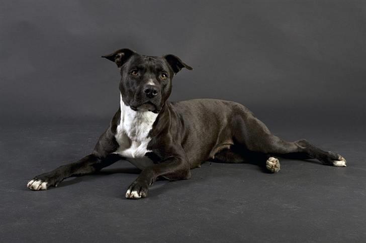 Amerikansk staffordshire terrier *Gucci* - *Nyt* April 09 billede 3