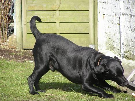 Blanding af racer Buller - Haps, så er benet fanget xD billede 17