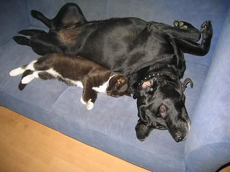 Blanding af racer Buller - Ligger og sover med sin bedste ven, Bamse =)  billede 18