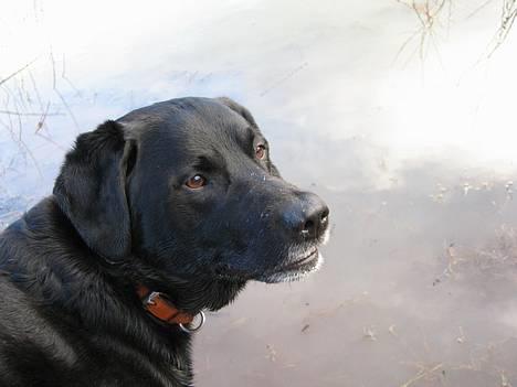 Blanding af racer Buller - Ude og bade =P billede 19