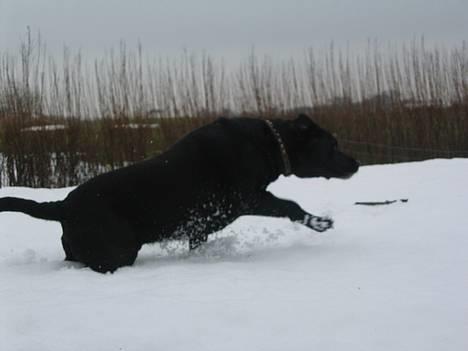 Blanding af racer Buller - =D efter pinden billede 20