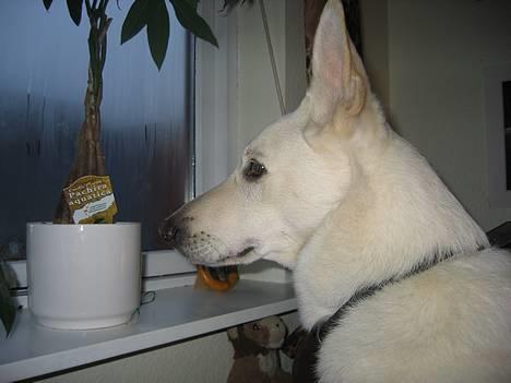 Hvid schæfer Tinka's Fonzi *Død* - Et pænt (vil jeg selv mene) potræt af Fonzi´s hovede.. 15.1.06 billede 1