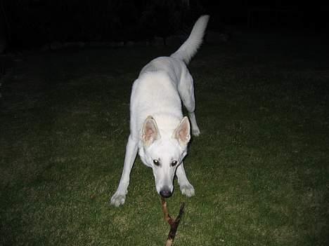 Hvid schæfer Tinka's Fonzi *Død* - Ska´ vi lege?  8.6.04 billede 2