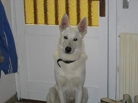 Hvid schæfer Tinka's Fonzi *Død* - Kan du ikke snart blive færdig..? Jeg vil nemlig ud, og det er nu..!  11.7.04 billede 3