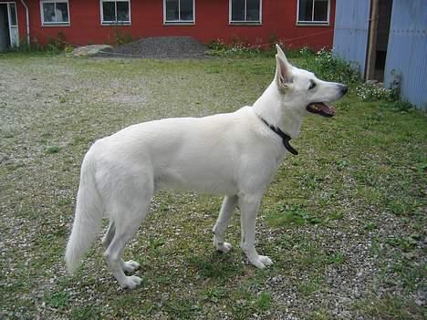 Hvid schæfer Tinka's Fonzi *Død* - Et dejligt potrætbillede af lille søde miig...  3.8.04 billede 4