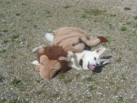 Hvid schæfer Tinka's Fonzi *Død* - Den her løve skal ikke banke mig, nej den skal så ej, jeg skal banke den...! billede 5