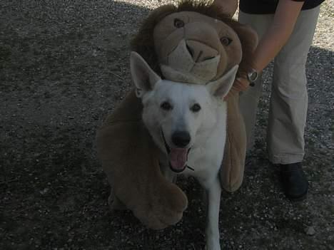 Hvid schæfer Tinka's Fonzi *Død* - Nu hoppede den op på mig... Øv, jeg tabte... :( billede 6