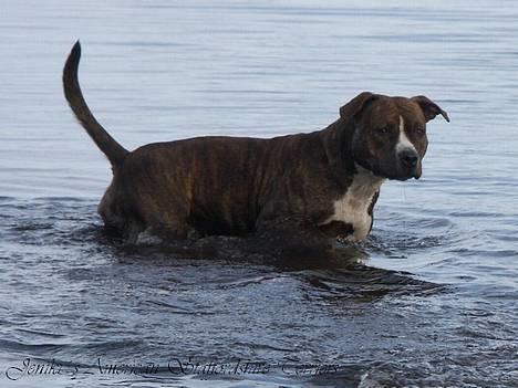 Amerikansk staffordshire terrier Highland Dear Coco billede 8
