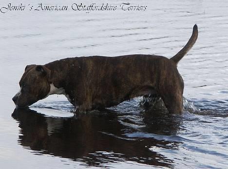 Amerikansk staffordshire terrier Highland Dear Coco billede 9