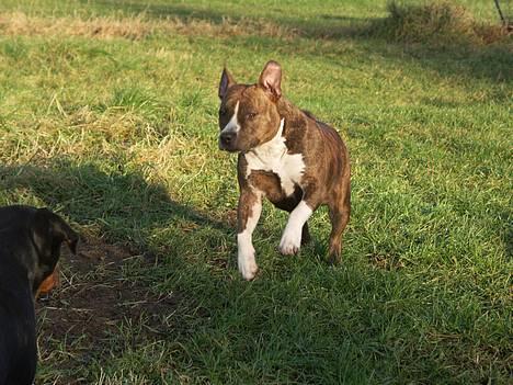 Amerikansk staffordshire terrier Highland Dear Coco - Weeeeeee jeg flyver  billede 10