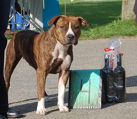 Amerikansk staffordshire terrier Highland Dear Coco - Se mig,  jeg blev BIR og BIS 4 unghund........dejlig ting ;) billede 11