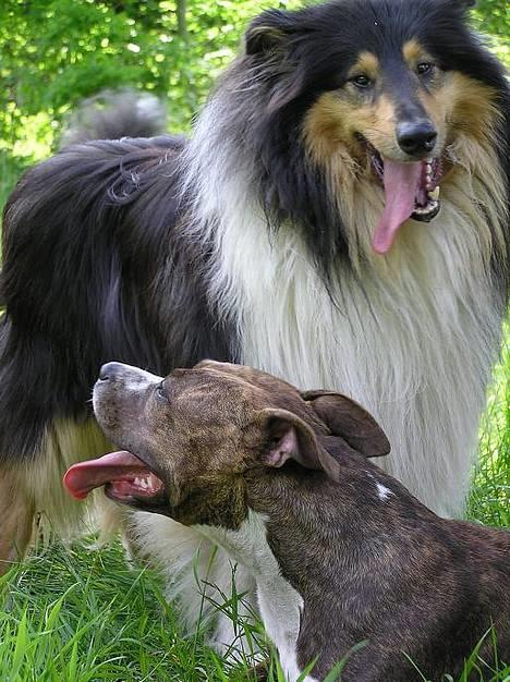 Amerikansk staffordshire terrier Highland Dear Coco - Coco og Tjalfe billede 12