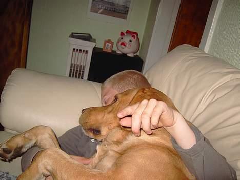 Labrador retriever Tiggie - hej det er min ven michael vi tager os lige en slapper ,efter en god gang leg billede 17