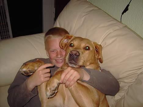 Labrador retriever Tiggie - det er så dejligt når min kammerrat michael kommer han er så sjov hihi billede 18