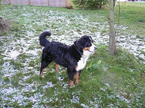 Berner sennenhund Aya*RIP* - Jeg elsker og lege ude i haven billede 6