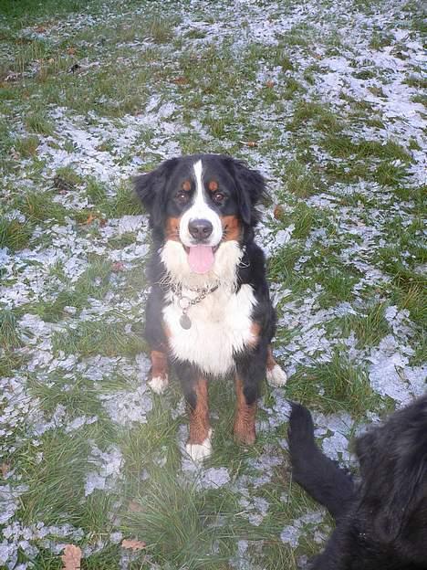 Berner sennenhund Aya*RIP* billede 7