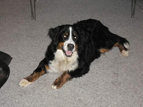 Berner sennenhund Aya*RIP* billede 8