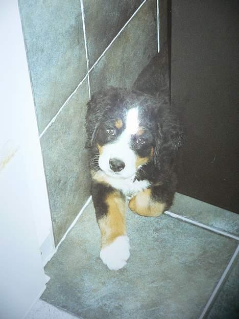 Berner sennenhund Aya*RIP* - Her kan jeg da lige være billede 9