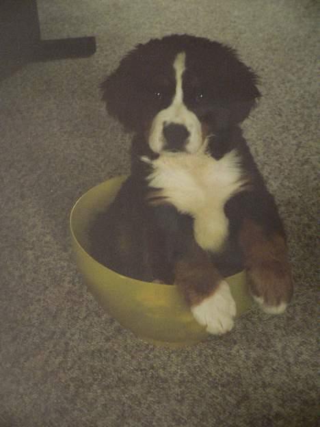 Berner sennenhund Aya*RIP* - Det her er en rigtig god stol billede 10