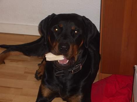 Rottweiler Ascha RIP - mmmmm dejligt med et BEN billede 10