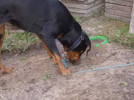 Rottweiler Ascha RIP - hmm kan man dække sin vandskål til???? billede 11
