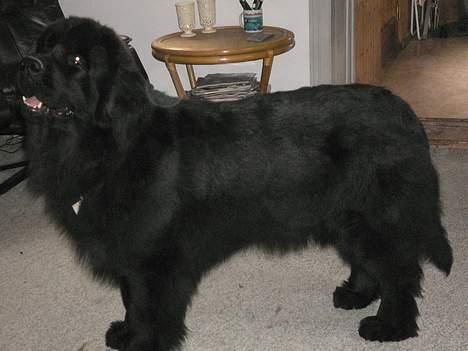 Newfoundlænder Clair billede 1