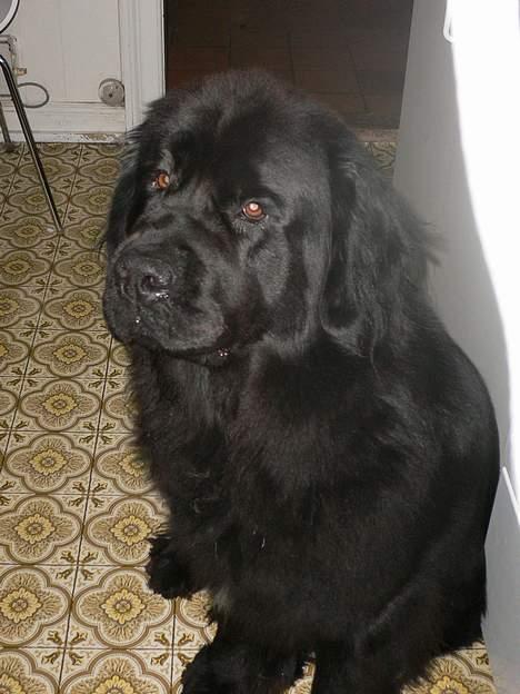 Newfoundlænder Clair billede 2