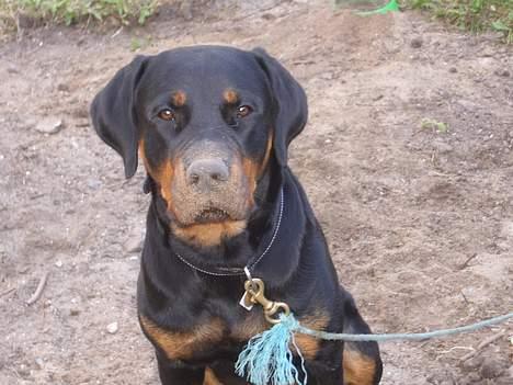Rottweiler Ascha RIP - så mor nu er vandskålen dækket til!!!! billede 12