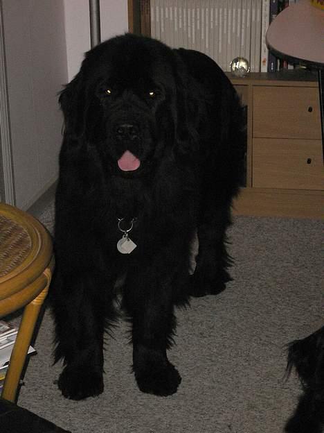 Newfoundlænder Clair billede 3