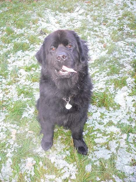 Newfoundlænder Clair billede 4